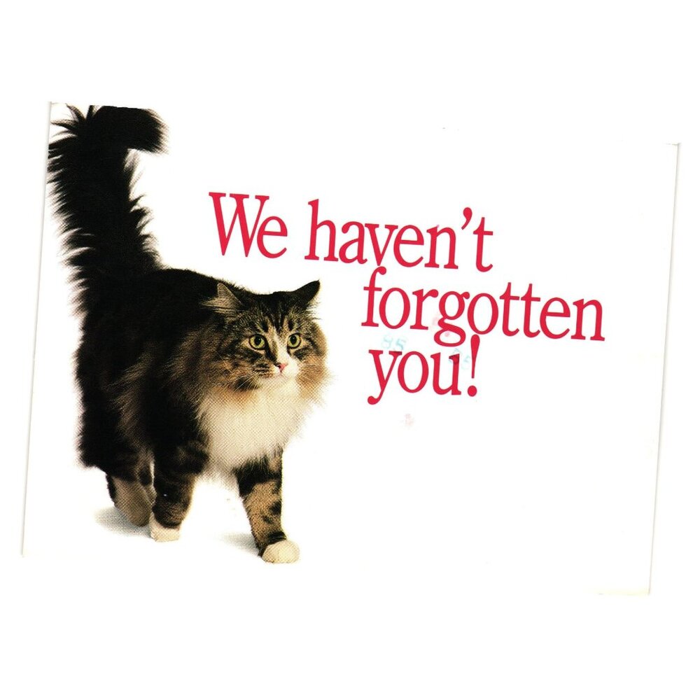 Hills Science Diet Promotional Feline Maintenance Postcard Vintage Collectible